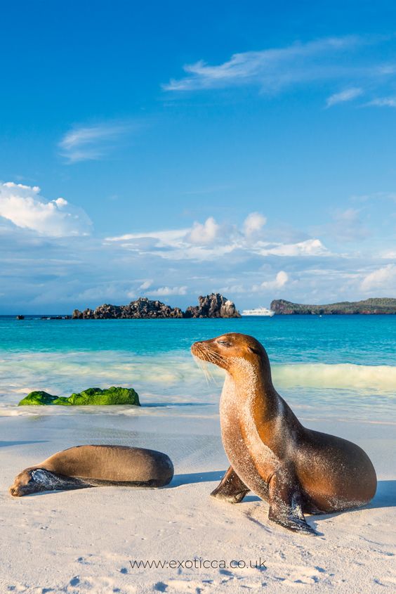 galapagos